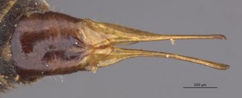 Media type: image;   Entomology 10330 Aspect: genitalia